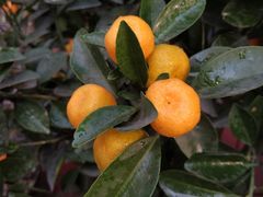 -秦美花卉(天朗·莱茵小城2期店)