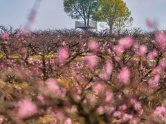 -桑洲油菜花景区