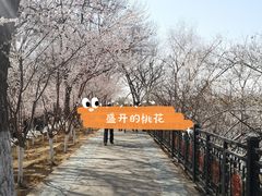-桃花堤公园