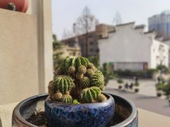 -古德寺