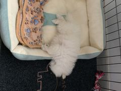 -艾贝尔宠物医院·狂犬免疫点(江山金象城店)