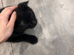 -楼上猫咖(罗湖店)