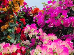 -东南花都花博园