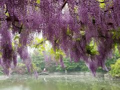 -嘉定紫藤园