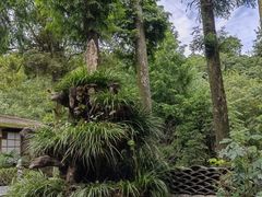 -碧峰峡风景区