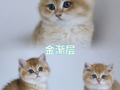 -lincat·猫舍(广州店)