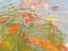 -团结湖公园