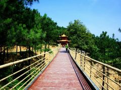 -铁山坪森林公园