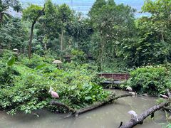-新加坡飞禽公园