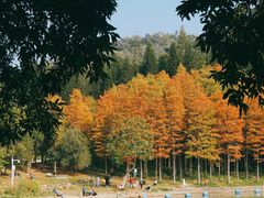 -莲花山公园