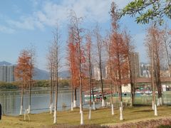 -飞来湖湿地公园