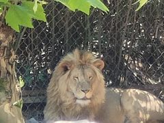 -西霞口神雕山野生动物世界