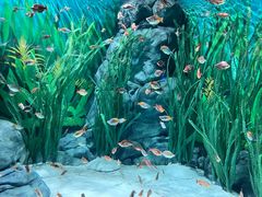 -上海海洋水族馆