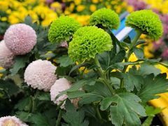 -宜昌富力皇冠假日酒店·咖啡1号西餐厅