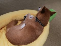 -逗柴咖啡屋·狗咖猫咖宠物桌游