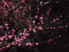 -杭州植物园
