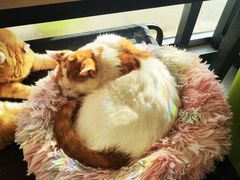 -平行世界·猫咖(首经贸店)