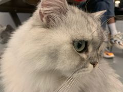 -猫友咖啡店(玉林西路店)