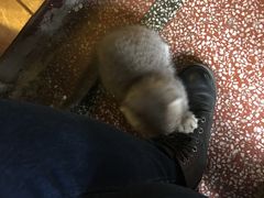 -猫色咖啡·猫咖