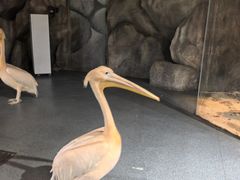 -海合安武汉极地海洋公园