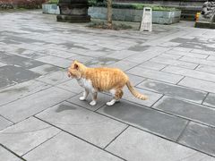 -磁器口古镇