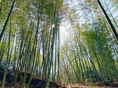 -桑洲油菜花景区