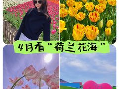 -荷兰花海