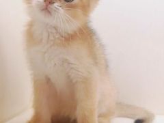 -十年猫舍·猫咪专门店(普陀店)