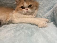 -猫大福·Fortune Cat猫舍(百子湾店)