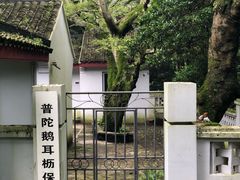 -普陀山风景区-佛顶山