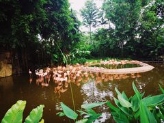 -新加坡飞禽公园