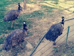 -石家庄市动物园