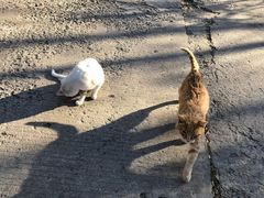 -哈尔滨北方森林动物园