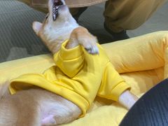 -逗柴咖啡屋·狗咖猫咖宠物桌游