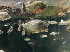 -大阪海游馆