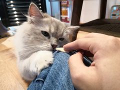 -瞄一喵猫咖(格力海岸店)