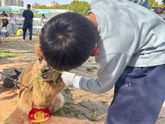 -菊园百果园