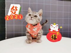 -十年猫舍·猫咪专门店(普陀店)