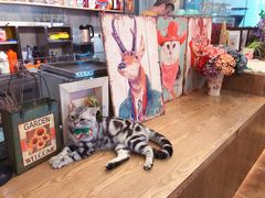 -共舞时光猫咖·狗咖(新街口店)