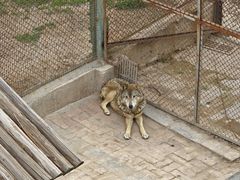 -青藏高原野生动物园