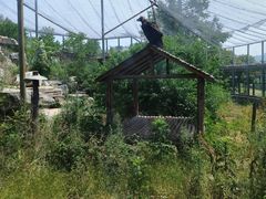 -青岛森林野生动物世界