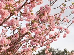 -观澜湖生态运动公社