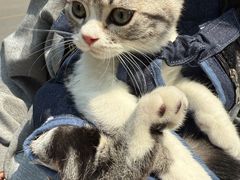 -lincat·猫舍(广州店)