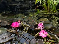 -国家植物园南园