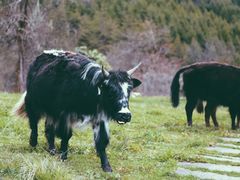 -硗碛藏寨·神木垒景区