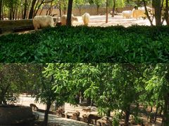 -石家庄市动物园