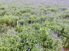 -松山湖梦幻百花洲