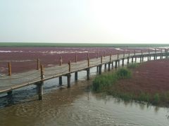 这是涨潮时，海水涌入-红海滩国家风景廊道