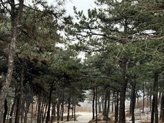 -北京西山国家森林公园