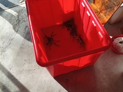 -阳澄湖大闸蟹·琼灵阁牌品牌连锁(吴中总店)